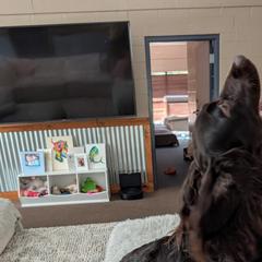 Rocko - Boykin Spaniel