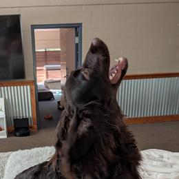 Rocko - Boykin Spaniel