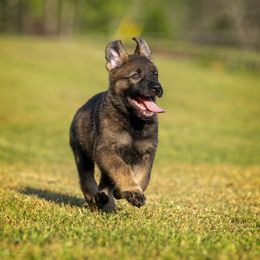 German Shepherd Puppies from Sommerfeld German Shepherds