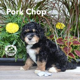 Pork Chop - Tri-color male Bernedoodle puppy in Heyworth, Illinois from Cobble Creek Puppies