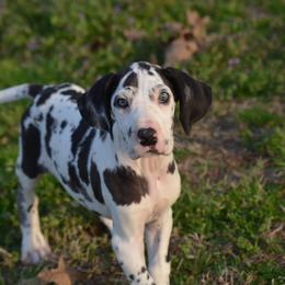 Harlequin girl 3 - Harlequin female Great Dane puppy in Golconda, Illinois from Breken Great Danes