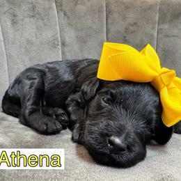 Athena - Black female Goldendoodle puppy in Peoria, Arizona from Cactus Doods