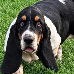 Gus - Basset Hound