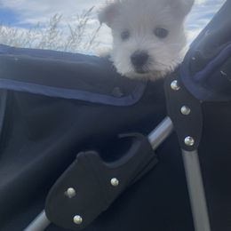 West Highland White Terrier Puppies from Shadow Lane Genetics