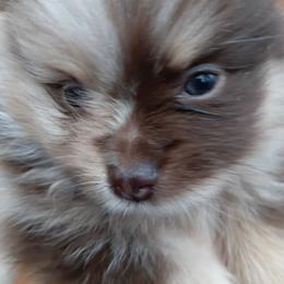 Cherokee pup 3 - Chocolate merle male Pomeranian puppy in Carrollton, Georgia from B AND R'S POMERANIAN'S