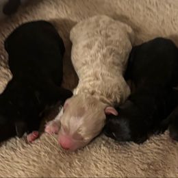 Poodle puppies from CK Poodles LLC