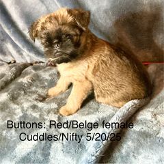 Buttons - Belge female Brussels Griffon puppy in Dawson Springs, Kentucky from Precious Paws and Galafrey