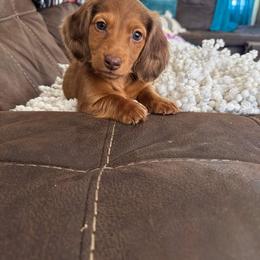 Dachshund Puppies from Golden Creek Farm