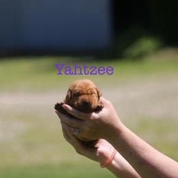 Yahtzee - Yellow female Labrador Retriever puppy in South Lyon, Michigan from Matoskah Meadows Labradors
