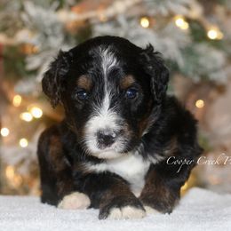 Axl - Tri-color male Bernedoodle puppy in Lowry City, Missouri from Cooper Creek Puppies
