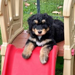 Lamine - Black phantom male Aussiedoodle puppy in Savannah, Missouri from Rose Creek Mini Aussies and doodles