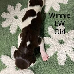 Winnie - Liver and white female German Shorthaired Pointer puppy in Aitkin, Minnesota from Whispering’s GunDogs