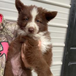 Red collar - Panda male German Shepherd puppy in Pelham, North Carolina from P & P Shepherds