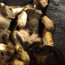 Miniature Schnauzer Puppies from Starbound Miniture Schnauzer's