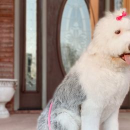 Old English Sheepdogs and Sheepadoodles from Narrow Path Old English & Sheepadoodles