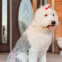 Old English Sheepdogs and Sheepadoodles from Narrow Path Old English & Sheepadoodles