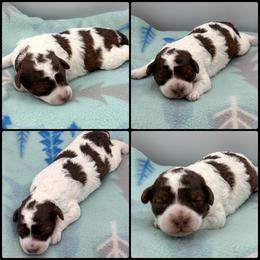 Girl 3 - Parti female Poodle puppy in Wheatland, California from Sapphire Ridge Poodles