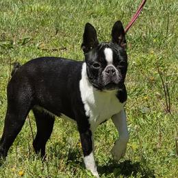 Boston Terrier puppies from Azaleas Euro Boxers & Boston Terriers