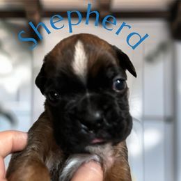 Shepherd - Fawn male Boxer puppy in Salisbury, New Hampshire from Mountain View Boxers