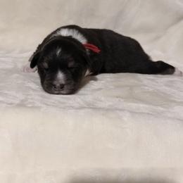 Red Ribbon Black Tri Boy - Black tri-color male Australian Shepherd puppy in Dundee, Ohio from Aussies Of Circle H