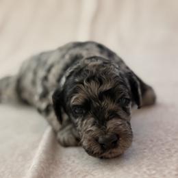 Cockapoo and Goldendoodle Puppies from Jax Doodles