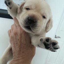 Blue Collar - Yellow male Labrador Retriever puppy in Buckeye, Arizona from Foothills Labrador Retrievers