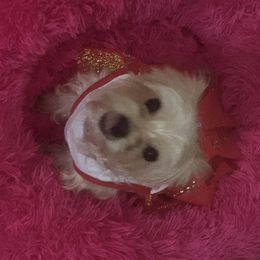 Princess - Morkie