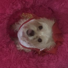 Princess - Morkie