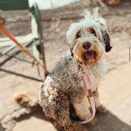 Saint - Australian Labradoodle