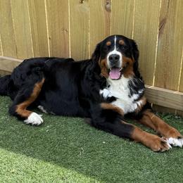 Royal - Bernese Mountain Dog
