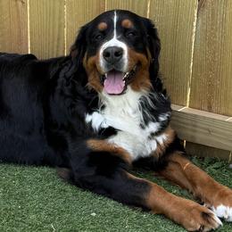 Royal - Bernese Mountain Dog