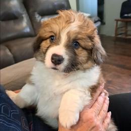 Chewy - Pembroke Welsh Corgi