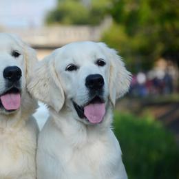Golden Retriever Puppies from OC Goldens