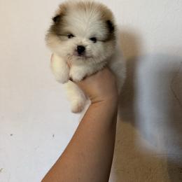Juju - Orange parti male Pomeranian puppy in Ector, Texas from BB Pomeranians