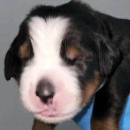 Purple Boy Kash - Bernese Mountain Dog puppy in Las Vegas, Nevada from Rogarci Berners Ranch
