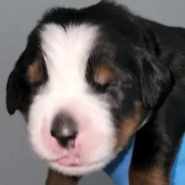 Purple Boy Kash - Bernese Mountain Dog puppy in Las Vegas, Nevada from Rogarci Berners Ranch