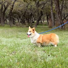 Little Red - Pembroke Welsh Corgi