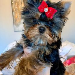 Yorkshire Terrier Puppies from Panache Yorkies