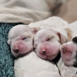 Cocker Spaniels from Carvajal Cockers