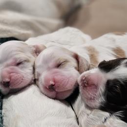 Cocker Spaniels from Carvajal Cockers
