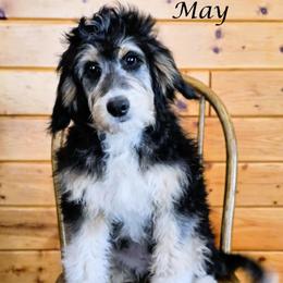 May - Black tri-color female Aussiedoodle puppy in Lancaster, Minnesota from Wilson Cattle Co.