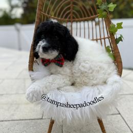 Yellow collar - Black and white male Sheepadoodle puppy in Hudson, Florida from Tampa Sheepadoodles