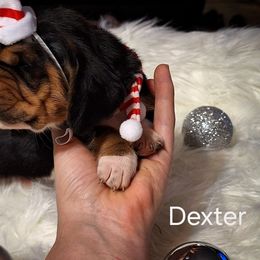 Dexter - Black brown and white male Basset Hound puppy in Mack's Creek, Missouri from Mack's Creek Basset Hounds