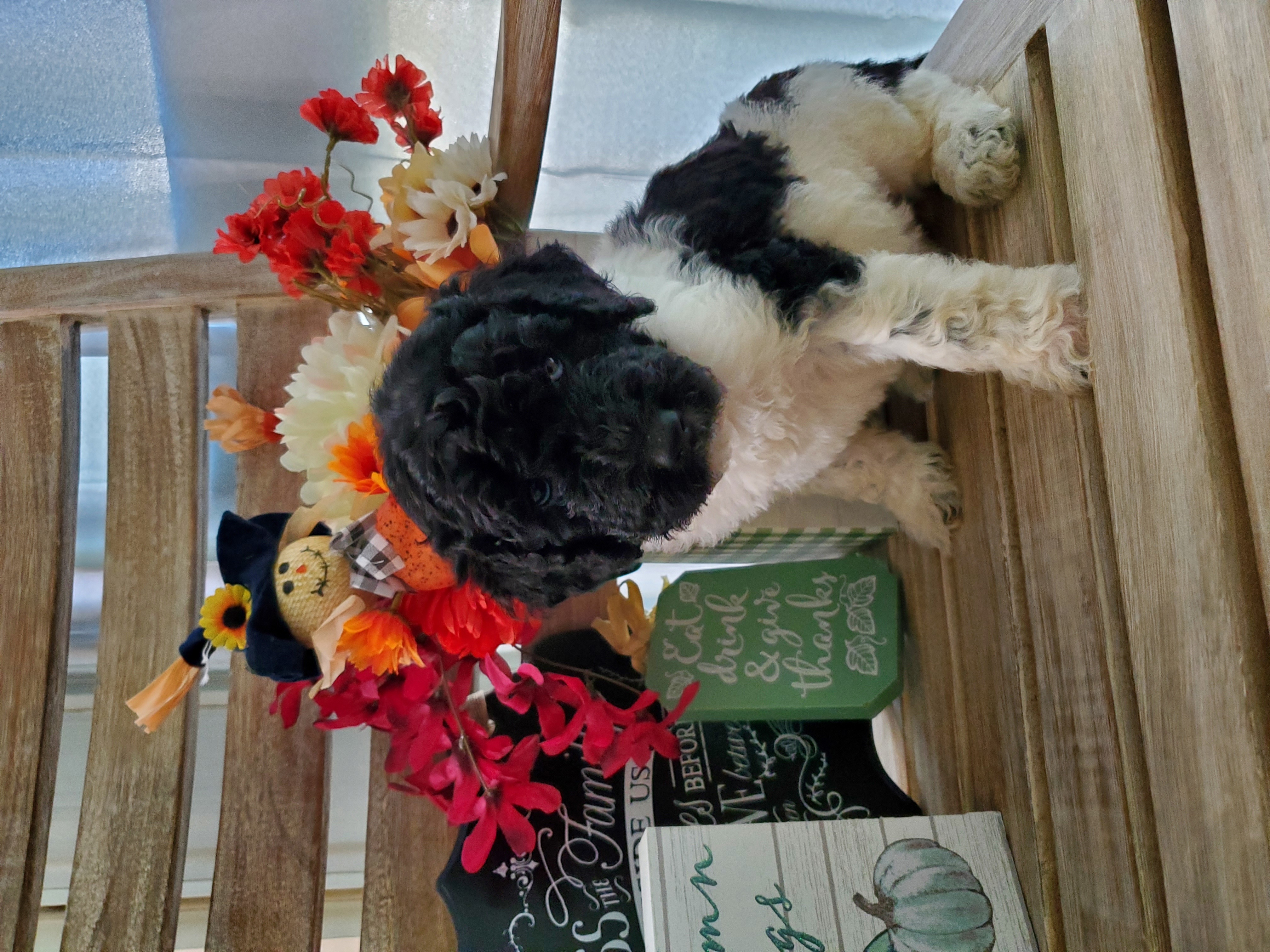 Double Doodle and Poodle Puppies from Perfect Poodles and Doodles LLC