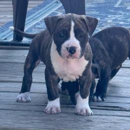 Walter Payton - Black brindle male American Staffordshire Terrier puppy in Cloverdale, Indiana from Woodshire American Staffordshire Terrier’s
