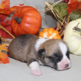 Hazelnut - Red female Pembroke Welsh Corgi puppy in Greentop, Missouri from Sevits Corgis & Golden Retrievers