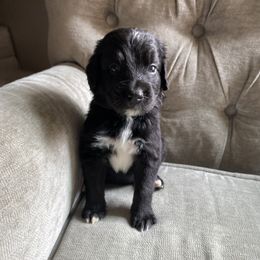 Bernedoodle, Goldendoodle, and Sheepadoodle Puppies from Dhalia’s Doodles
