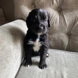 Bernedoodle, Goldendoodle, and Sheepadoodle Puppies from Dhalia’s Doodles