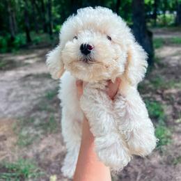 Meghan - Yellow and white female Bernedoodle puppy in Sulphur Bluff, Texas from V6 Ranch Dogs