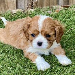 Cavalier King Charles Spaniels from TruElegance Cavaliers
